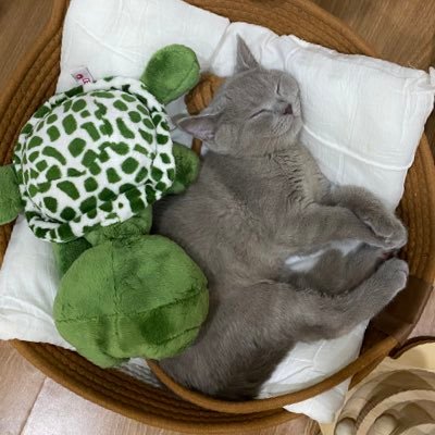 คุนเบ้บ (🦆🐰)'s profile picture