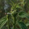 Rastaman's profile picture