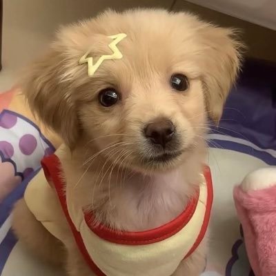 𝗵𝗮𝗽𝗽𝘆𓇼's profile picture