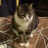 Topher's profile picture