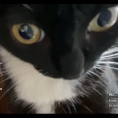 eldariiben's profile picture