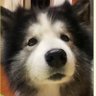 DanielHooverC's profile picture