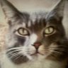Lone Wolf Liz's profile picture