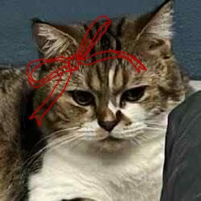 pitsorrr's profile picture