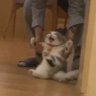 jojo⁷ (ia) profil fotoğrafı