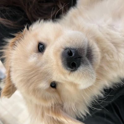 ‧˚꒰ อพ 🦮♡꒱'s profile picture