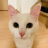 まりにゃん🪽 的头像