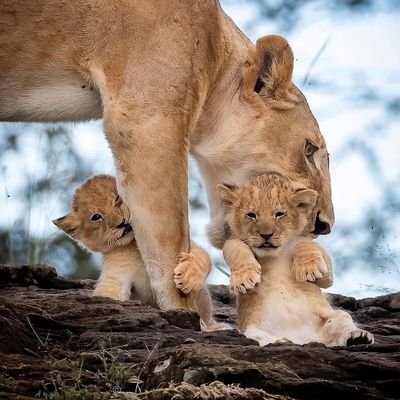 Amezing Nature's profile picture