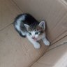 Lil Tiyan profil fotoğrafı