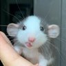 Profilbild von cirenglastnight