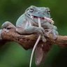 Pol Ehrlich profil fotoğrafı