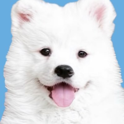 samoyed_cafe's profile picture