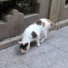 Profilbild von ゆる猫