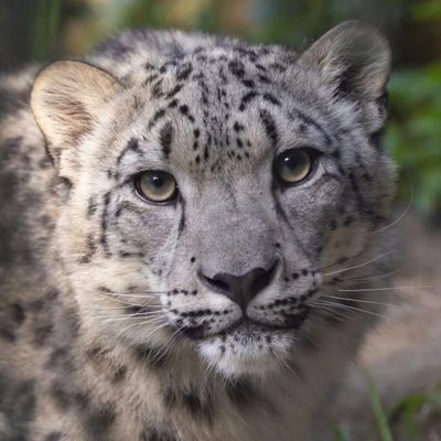 Snow Leopard's profile picture