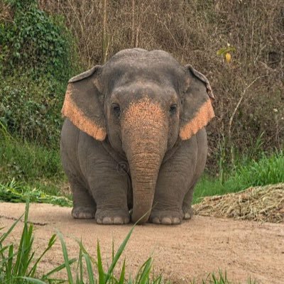 Ram's profile picture