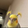 Profilbild von Aninhaxz