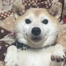 Profilbild von むつお(主夫w)FXミジンコトレーダー( ¯ω¯ )☕️🍪🍬…｡w