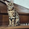 ぴえんユージ's profile picture