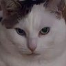 Chris's profile picture