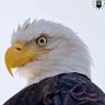 Darren Hutchins profil fotoğrafı