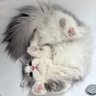 百合天王國's profile picture