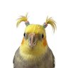 Ounji's profile picture