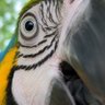 Parrot Loude Mouth's profile picture