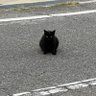 Фото профиля 猫🐈
