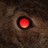 Deminix's profile picture