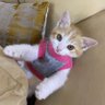 Profilbild von حنا هستم🐈🇮🇷