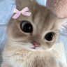 Profilbild von MilkTea