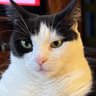 Profilbild von Catman Doo