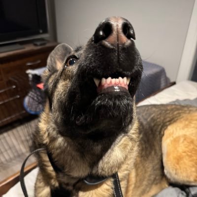 TL TR33's profile picture