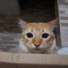 Emano's profile picture