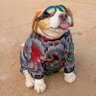 Lelê's profile picture
