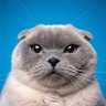 Profilbild von ❄️🐈❄️