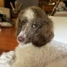English Victoria profil fotoğrafı