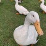 MONTOYA POR FAVOR profil fotoğrafı
