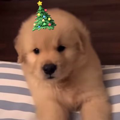 takemybear 🐶's profile picture