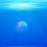 saiko's profile picture