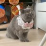 🐴瀬戸内じゃくそん&小町🐈‍⬛ 的头像