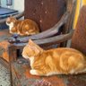 WF's profile picture