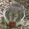 Sachieri.S's profile picture