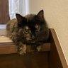 TAKASHI☆H profil fotoğrafı