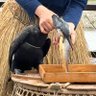 鵜飼の鵜 profil fotoğrafı