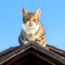 ネコトークン profil fotoğrafı