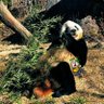 きぃ🐼 profil fotoğrafı