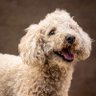 Profilbild von kamui.toypoodle