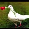 ابووليد's profile picture