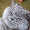 Profilbild von Steve Shi